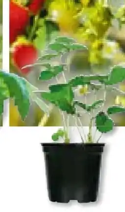 BayWa Plantiflor Erdbeerpflanzen Angebot