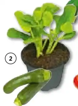 BayWa Plantiflor Zucchini Pflanze Angebot