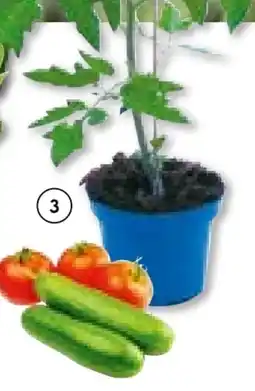 BayWa Plantiflor Veredelte Salattomate Angebot