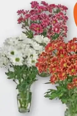 tegut Chrysanthemen Angebot