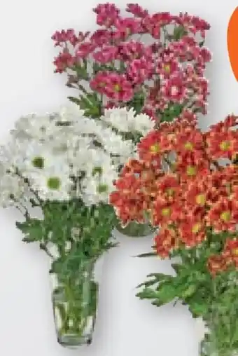 tegut Chrysanthemen Angebot