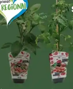 E-Center Veredelte Gurkenpflanzen Angebot