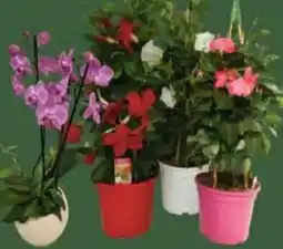 E-Center Orchideenschale Angebot