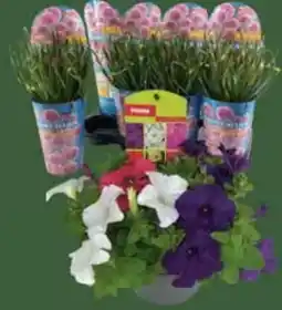 E-Center Allium Millenium Angebot