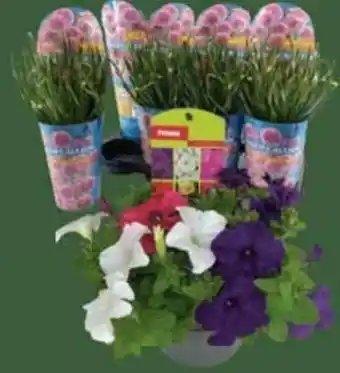E-Center Allium Millenium Angebot