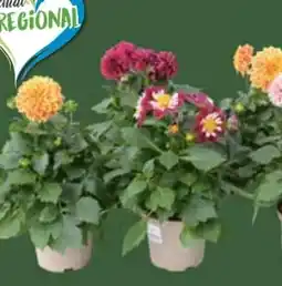 E-Center Dahlien Angebot