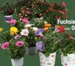 E-Center Petunien Mix Angebot