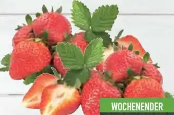E-Center Erdbeeren Angebot