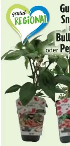 Edeka Veredelte Gurkenpflanzen Angebot