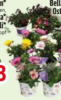 Edeka Petunien Mix Angebot