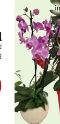 Edeka Orchideenschale Angebot