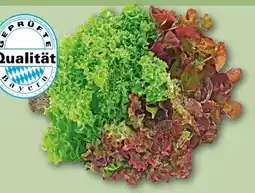 REWE Center Rewe Regional Wurzelsalat Salattrio Angebot