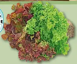 REWE Rewe Regional Wurzelsalat Salattrio Angebot