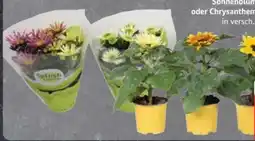Edeka Sunsation Sonnenblumen Angebot