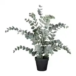 Mömax mömax modern living Kunstpflanze Eucalypthus II Angebot