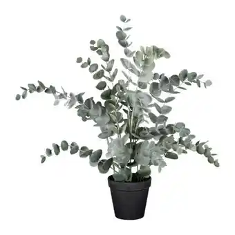 Mömax mömax modern living Kunstpflanze Eucalypthus II Angebot