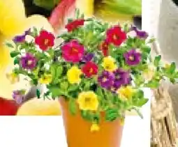 Hellweg Plantiflor Zauberglöckchen Trio Angebot