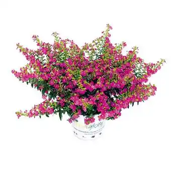 Hellweg Plantiflor Japanische Scheinmyrthe Flori Glory Angebot