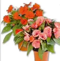 Hellweg Plantiflor Edellieschen Angebot