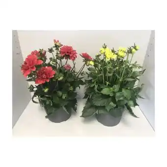 Hellweg Plantiflor Dahlie Angebot