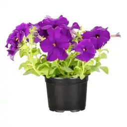 Hellweg Plantiflor Petunien Angebot