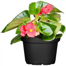 Hellweg Plantiflor Begonie Angebot