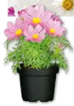 Hellweg Plantiflor Schmuckkörbchen Angebot