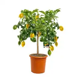 Hellweg Plantiflor Citrus-Ministamm Angebot