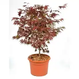 Hellweg Plantiflor Fächerahorn Angebot