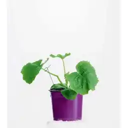 Hellweg Plantiflor Zucchini Pflanze Angebot
