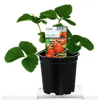 Hellweg Plantiflor Erdbeerpflanzen Angebot
