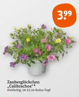 tegut Zauberglöckchen „calibrachoa“ Angebot