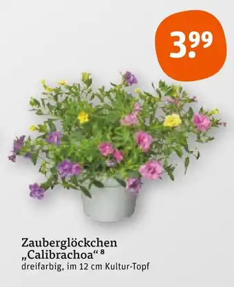 tegut Zauberglöckchen „calibrachoa“ Angebot