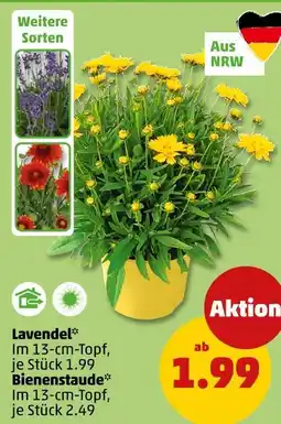 PENNY Lavendel oder bienenstaude Angebot