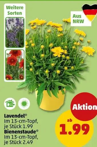 PENNY Lavendel oder bienenstaude Angebot