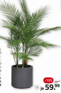 ROLLER Chico pflanze Angebot