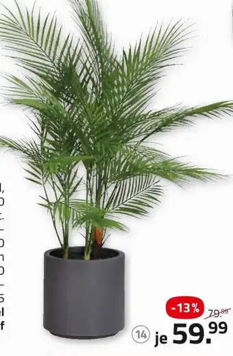 ROLLER Chico pflanze Angebot