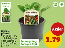 PENNY Gemüsepflanze Angebot