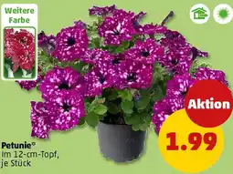 PENNY Petunie Angebot