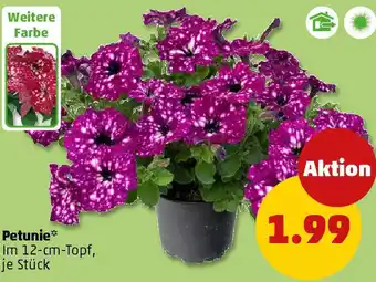 PENNY Petunie Angebot