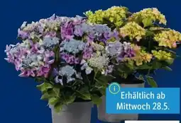 Lidl Gartenhortensien Angebot