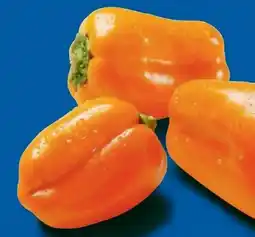 Lidl Tatayoyo Orangene Mini Paprika Angebot
