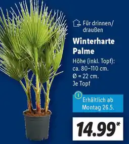Lidl Winterharte Palme Angebot