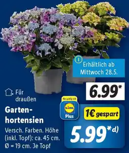 Lidl Garten- hortensien Angebot