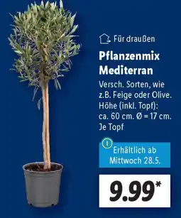 Lidl Pflanzenmix Mediterran Angebot