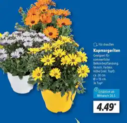 Lidl Kapmargeriten Angebot