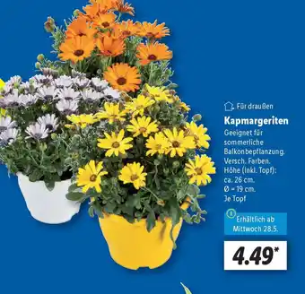 Lidl Kapmargeriten Angebot
