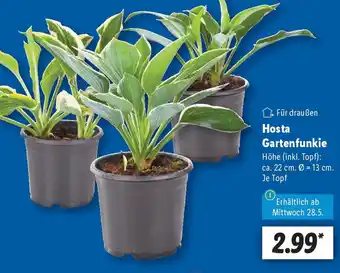 Lidl Hosta Gartenfunkie Angebot