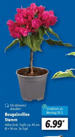 Lidl Bougainvillea Stamm Angebot