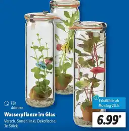 Lidl Wasserpflanze im Glas Angebot